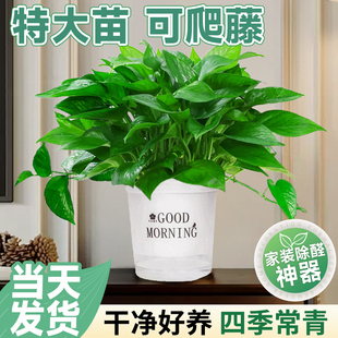 绿萝盆栽办公室内客厅大花盆吸除绿箩植物新房搬家好养活四季 甲醛