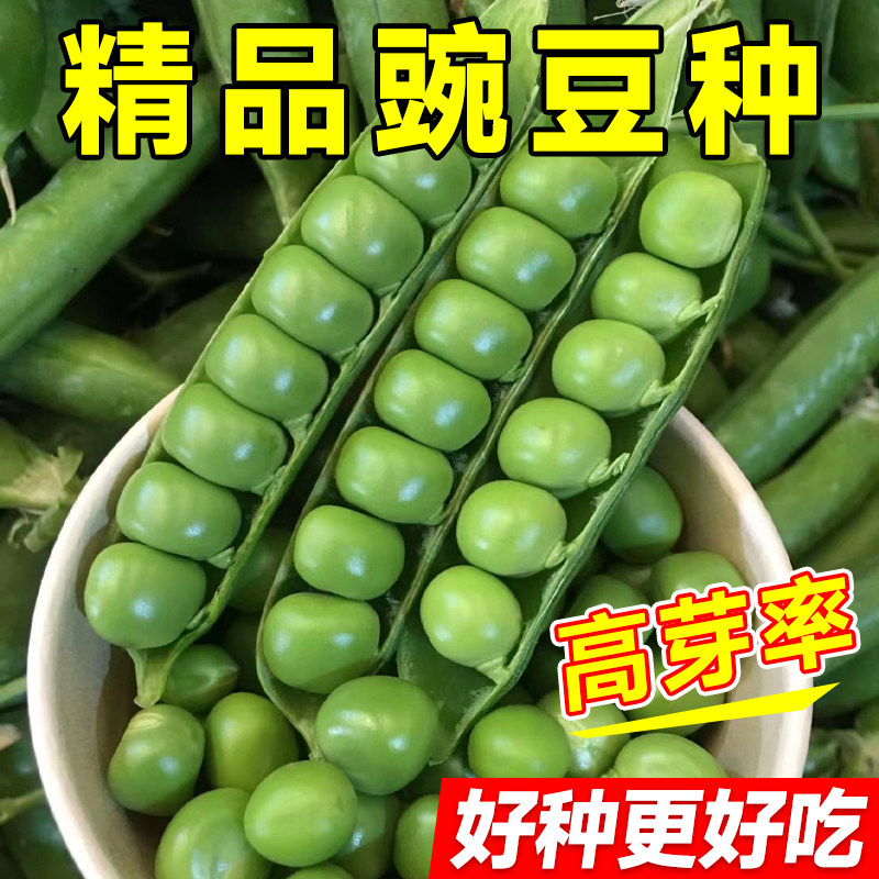 四季豌豆种籽子豌豆种孑高产豌豆苗蚕豆荷兰豆菜籽尖蔬菜种籽批发