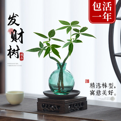 发财树小盆栽水培植物桌面绿植