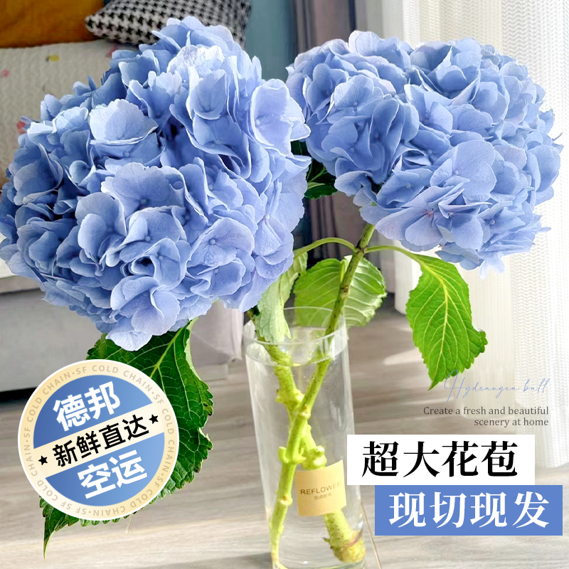 绣球花鲜花云南基地直发水养花材