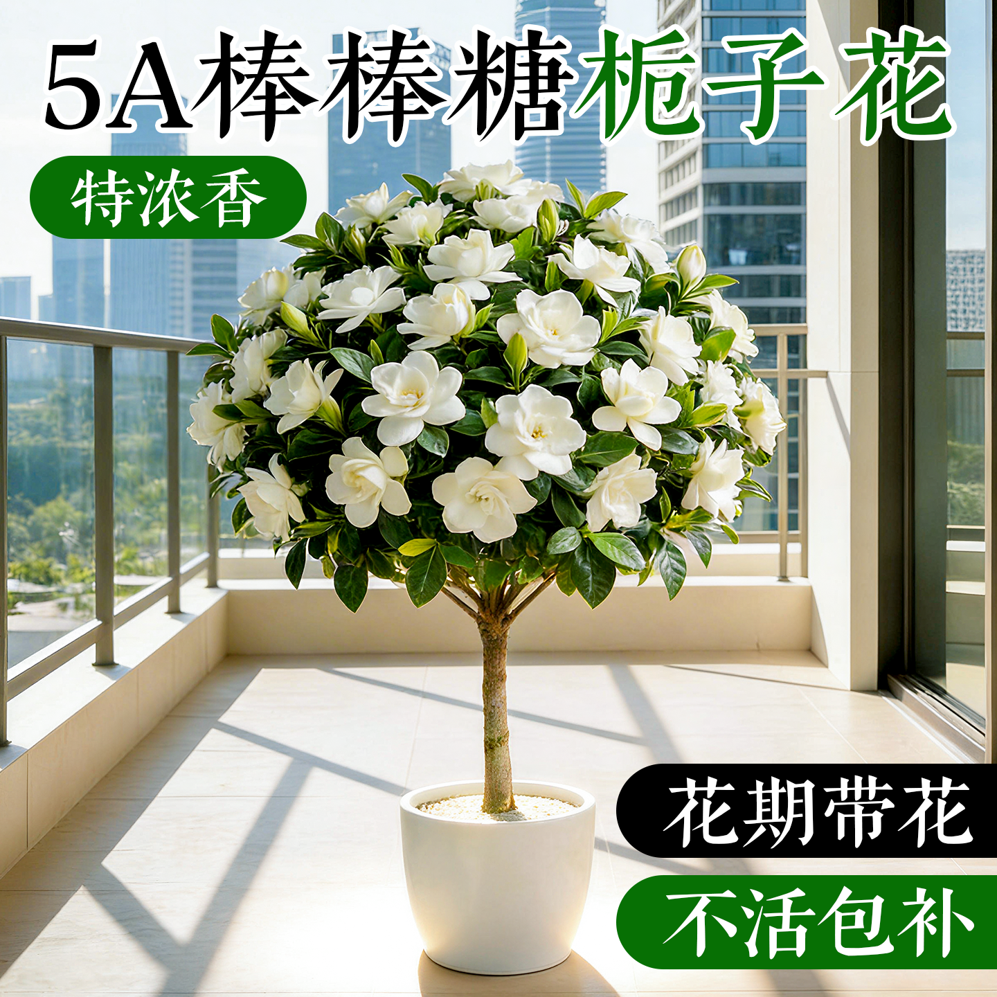 独杆棒棒糖栀子花盆栽带花苞四季大叶老桩栀枝树苗牡丹开花卉植物