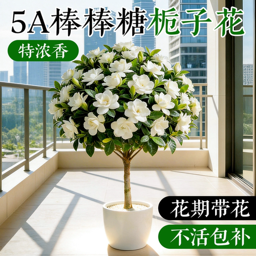 5A栀子花棒棒糖盆栽带花不活包补