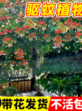 使君子爬藤植物大苗室内外重瓣大花庭院阳台四季常绿驱蚊花卉绿植