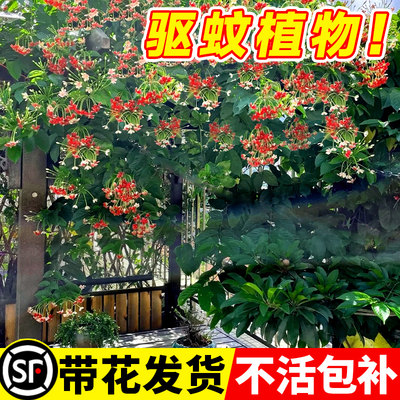 使君子爬藤植物全国可种不活包补