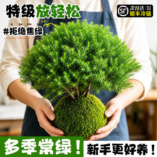 放青松雾凇苔藓球拒绝焦虑放轻松