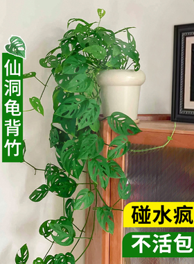 仙洞龟背竹盆栽爬藤植物室内好养四季观叶垂吊绿植适合懒人养的花