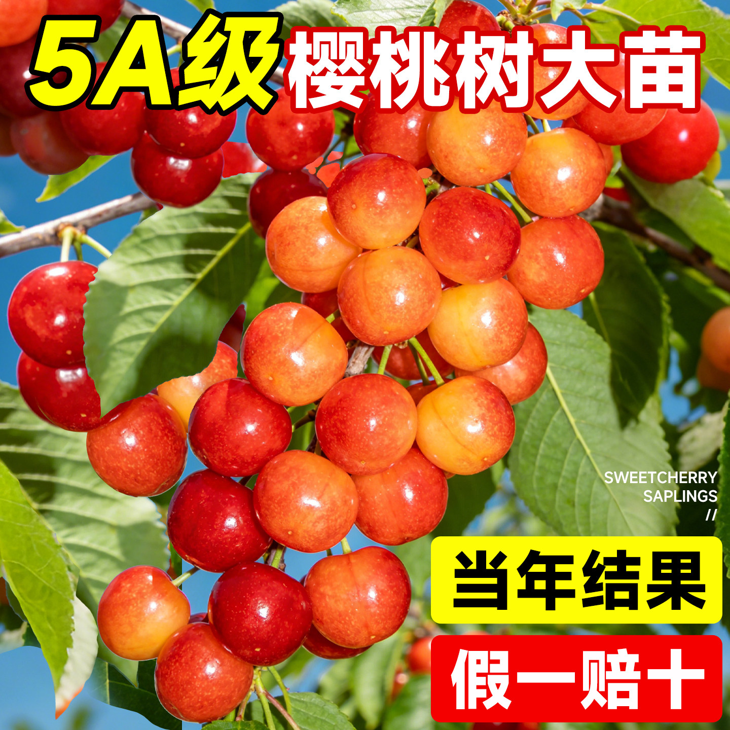 樱桃树果苗大樱桃苗南北方红妃车厘子嫁接果树苗盆栽种植庭院耐寒