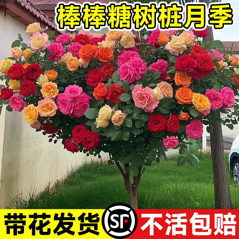 棒棒糖树桩月季花树苗老桩嫁接四季开特大花树状多头玫瑰花卉盆栽