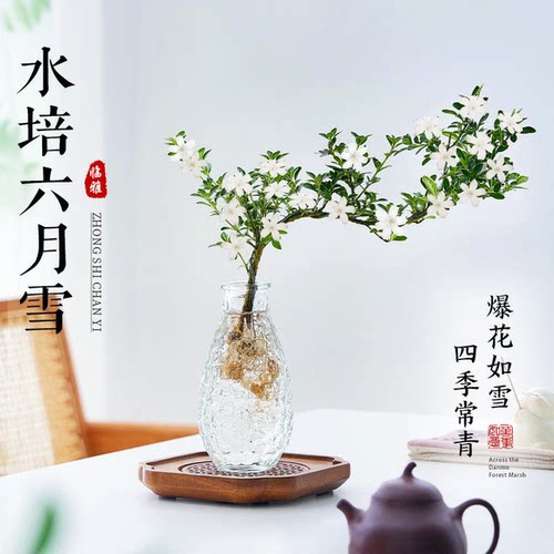 六月雪水培植物【不活包赔】