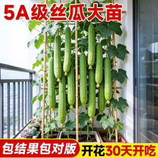 肉丝瓜苗秧高产四季蔬菜苗带土当季特大号长香棱角丝瓜苗阳台种植