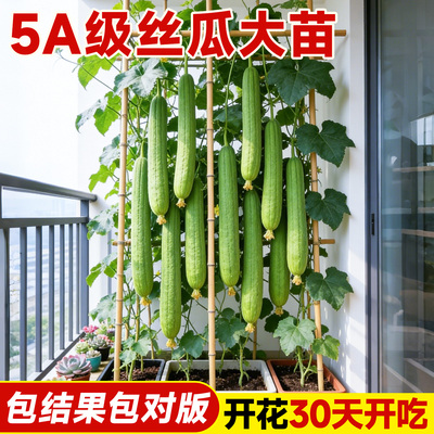 肉丝瓜苗秧高产特大号新手易结果