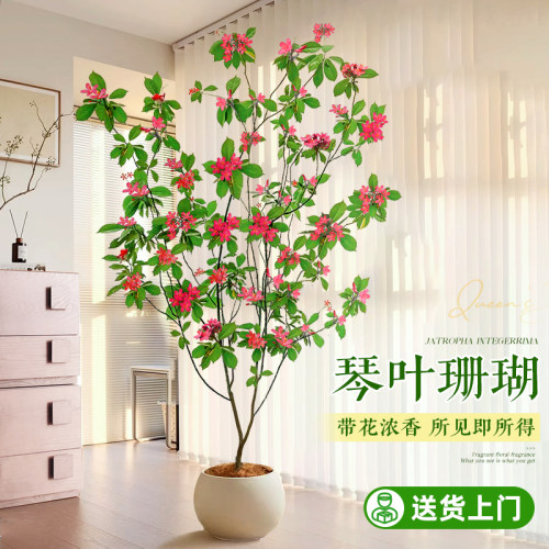全年带花】琴叶珊瑚稀有带花大苗