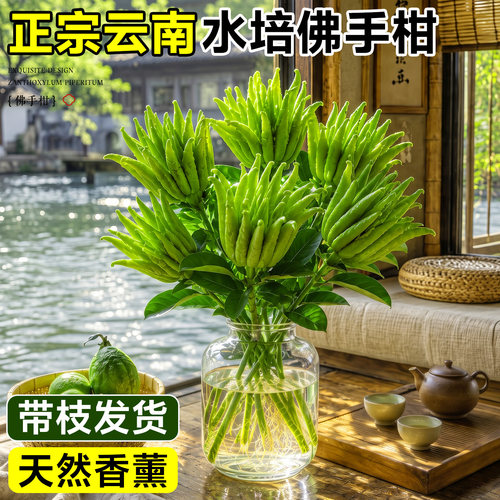 【现摘现发】正宗云南水培佛手柑