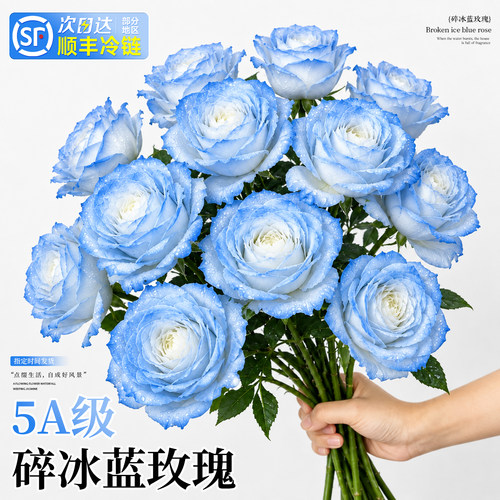 【特级玫瑰花】德邦空运鲜活到家