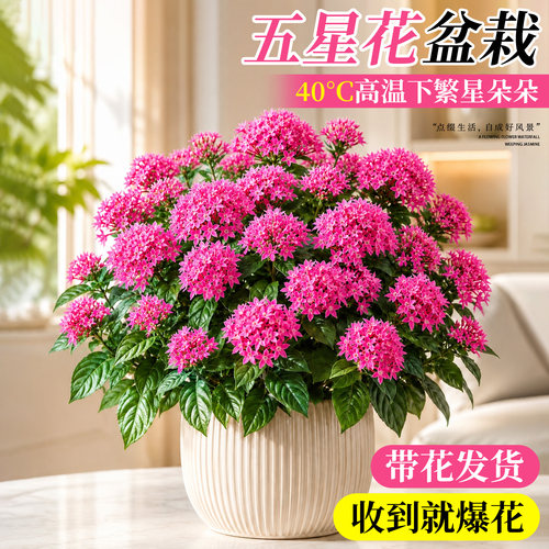 【带花发货】繁星花五星花包成活