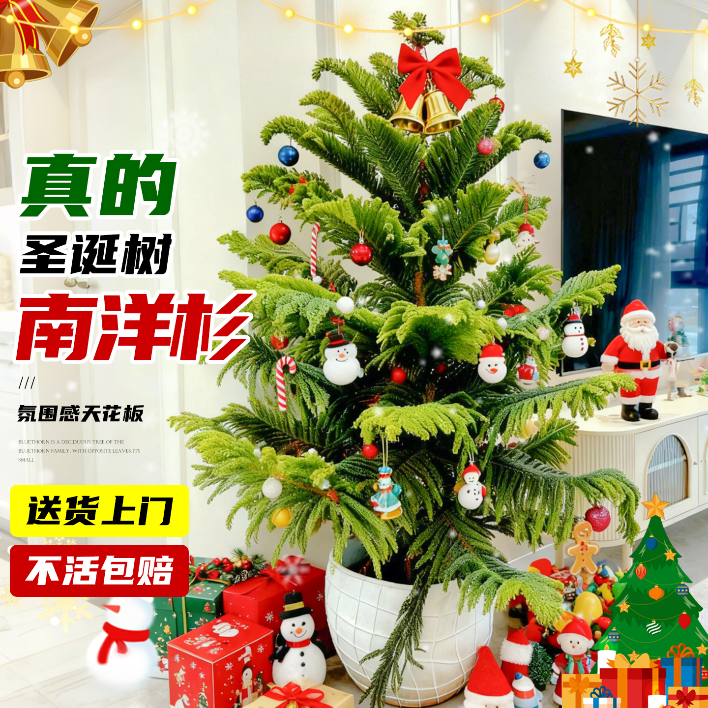 圣诞树真树南洋杉盆栽不活包赔