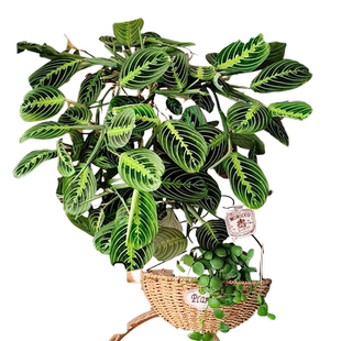 叶蝉竹芋红脉白脉耐阴绿植垂吊长藤室内盆栽桌面网红观叶植物好养