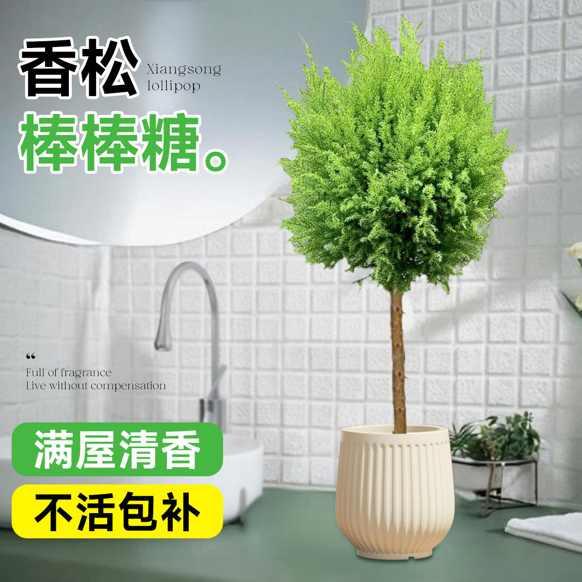 【四季常青满屋香】小香松棒棒糖
