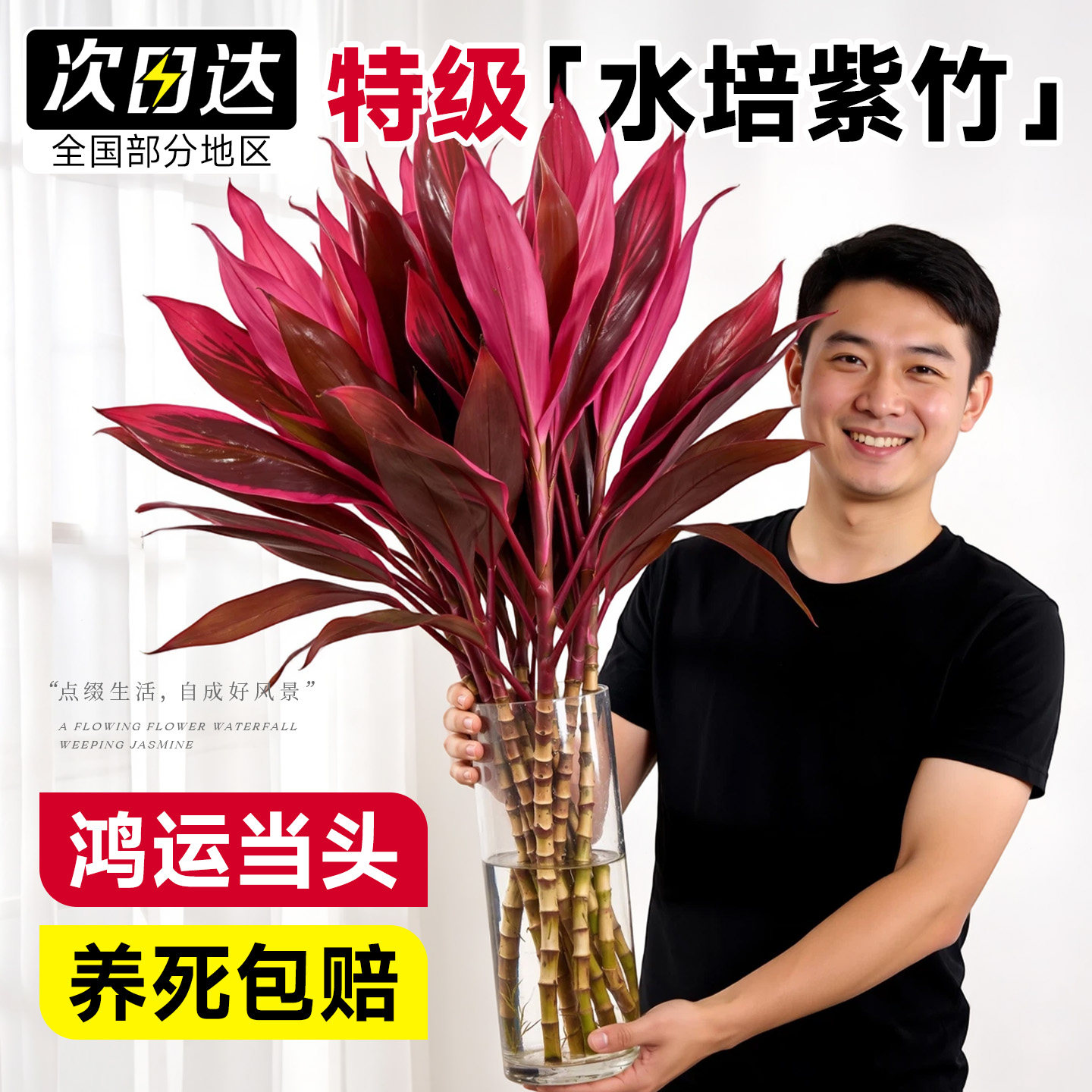 鸿运竹紫竹水培植物富贵转运竹水养带根办公室内桌面好养懒人绿植