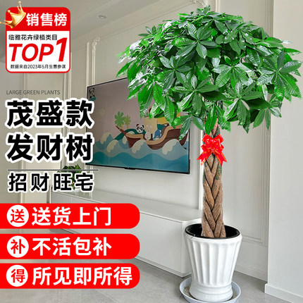 发财树客厅大盆栽2024新款室内落地大型绿植好养盆景摆件真花