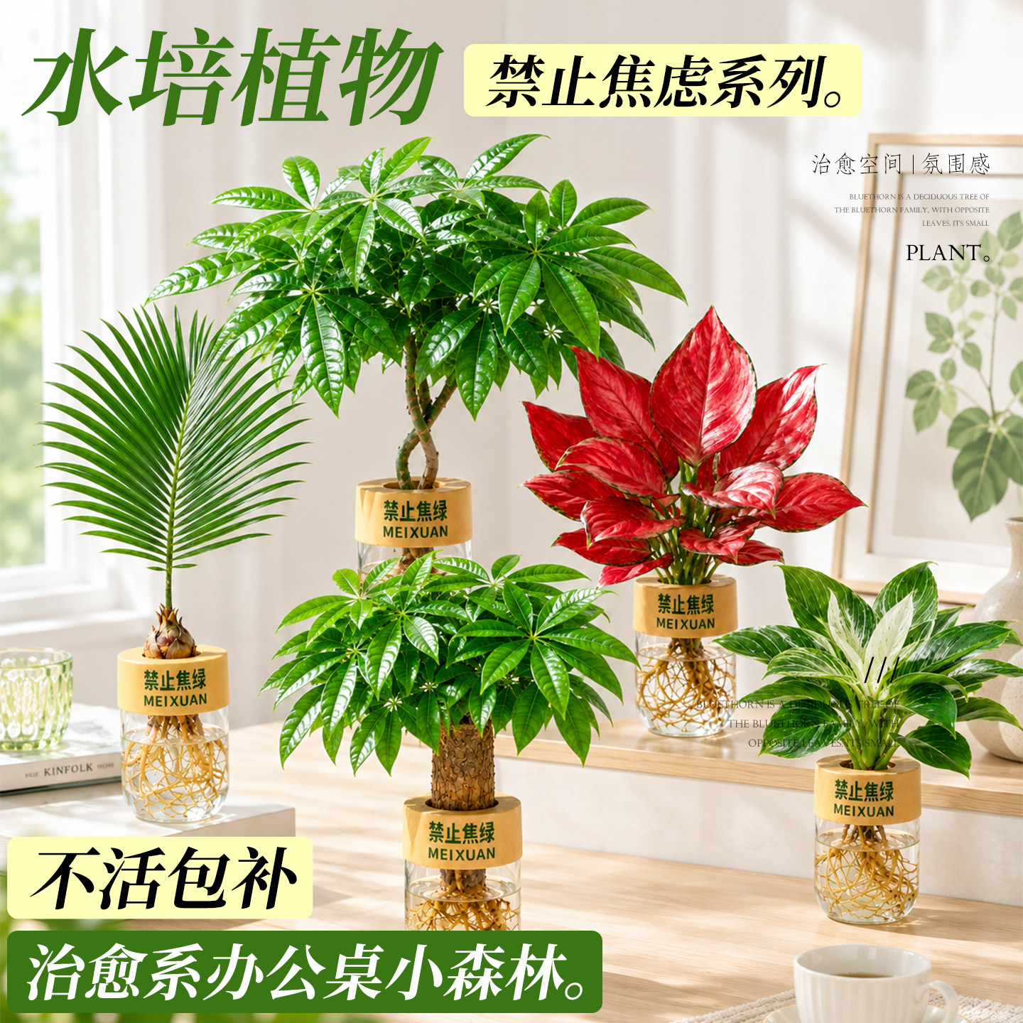 水培植物小盆栽办公小森林治愈图片