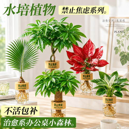 水培植物小盆栽办公小森林治愈