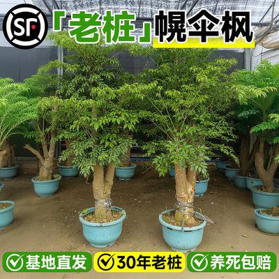 幌伞枫原生老桩幸福树大型绿植