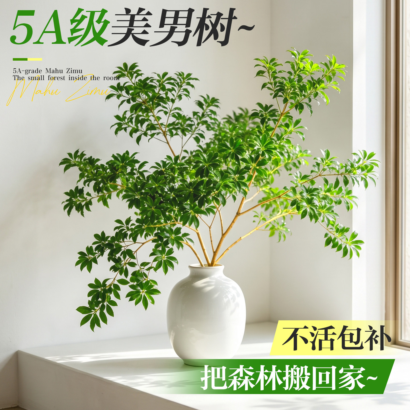 【5A级美男树】干净好养四季常青图片