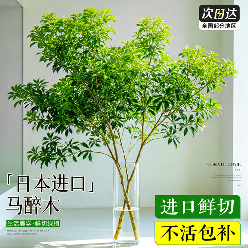 【特级马醉木】鲜切速发不活包补