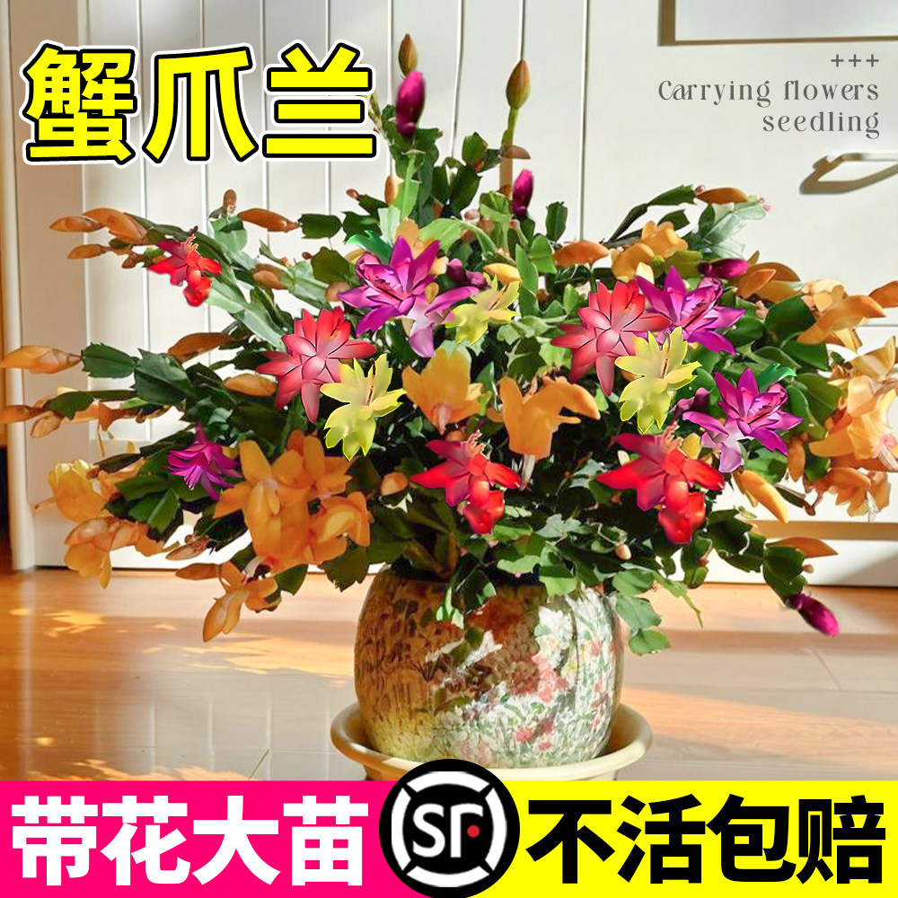 蟹爪兰树盆栽带花苞嫁接大苗多肉花苗精品不怕冻适合冬天种的花卉