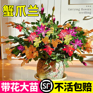 蟹爪兰树盆栽带花苞嫁接大苗多肉花苗精品不怕冻适合冬天种的花卉