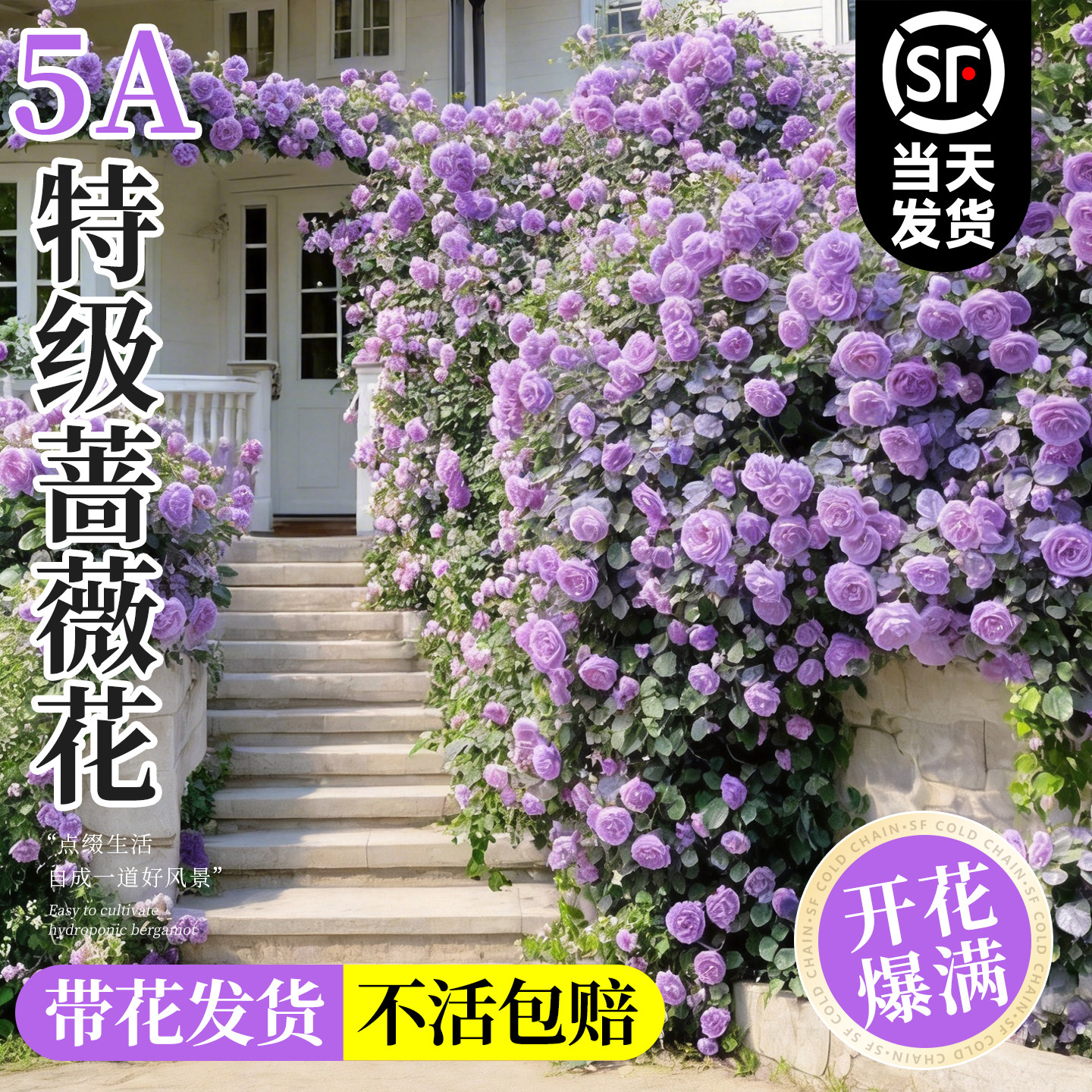 5A�ؼ�Ǿޱ�������������������������ä����1�� ������  15.79Ԫ