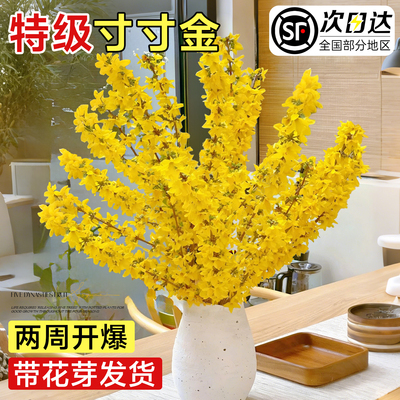 寸寸金鲜切遇水爆花不开花包赔