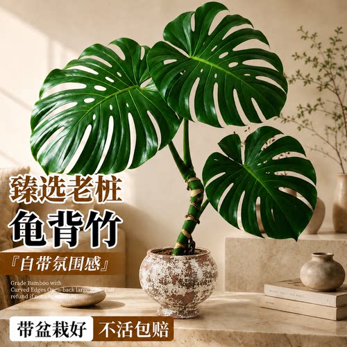 老桩龟背竹盆栽四季好养净化空气