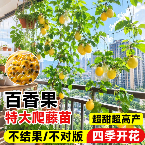 【60天不结果免费送】正宗百香果