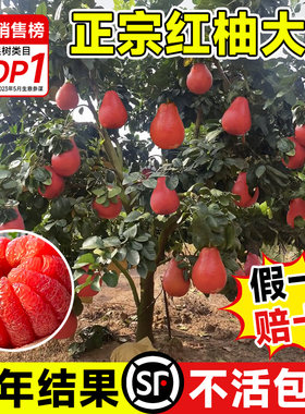 正宗泰国暹罗红柚苗大苗当年结果