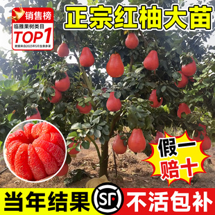 柚子树苗大苗泰国暹罗红柚三红蜜柚果树果苗南方北方种植当年结果