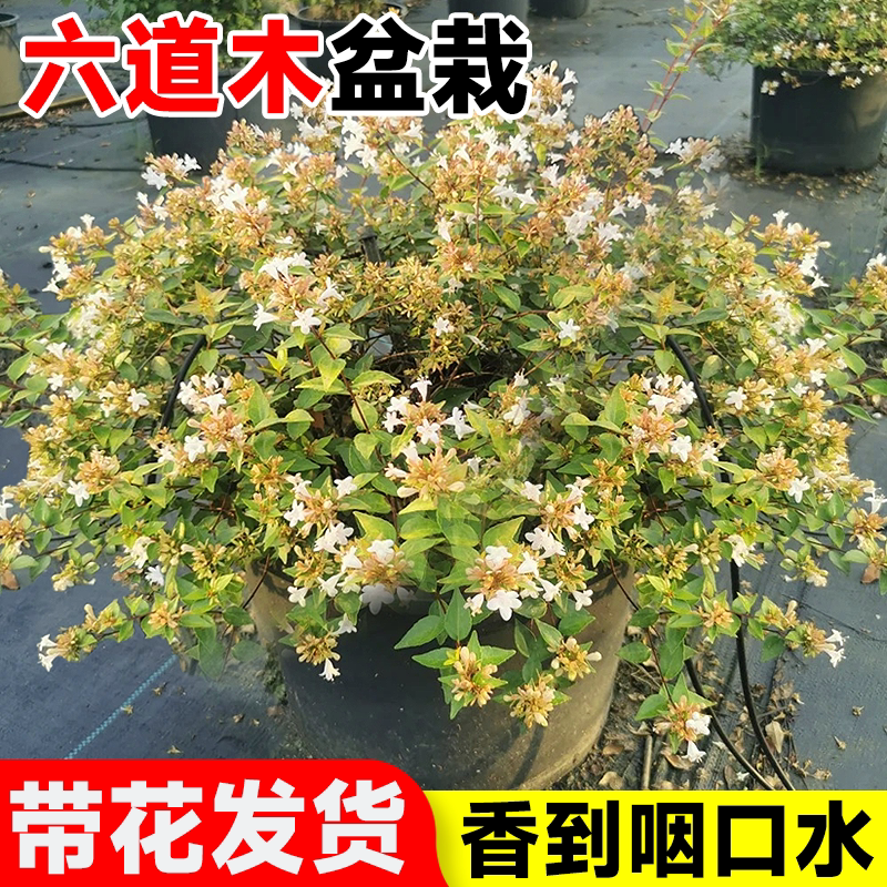 六道木盆栽树苗阳台客厅室内外庭院门口绿植四季好养易活花卉植物