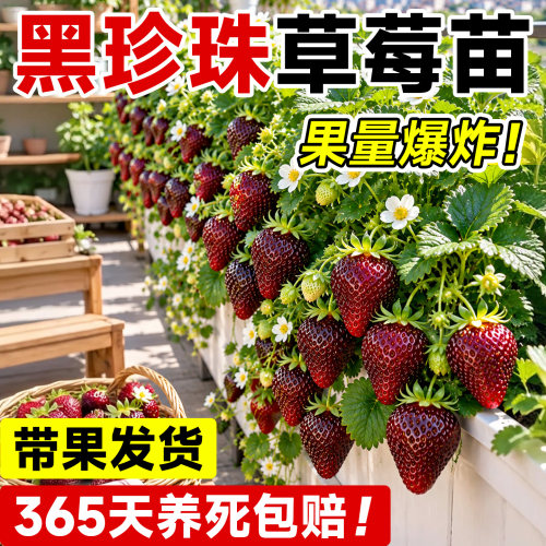 【包成活包爆果】黑草莓苗盆栽