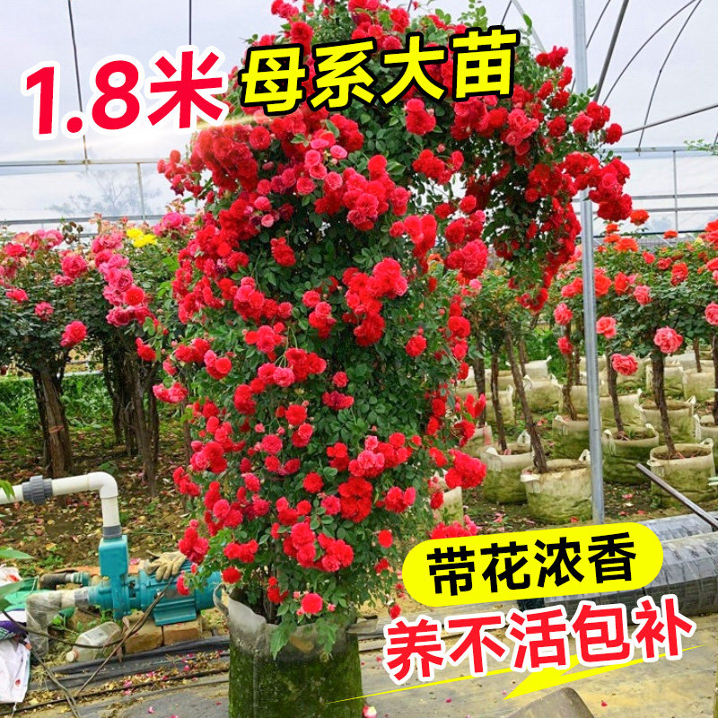 红木香花苗重瓣母系大苗爬藤植物老桩蔷薇树苗四季开花卉庭院盆栽