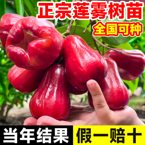 带土莲雾嫁接树苗四季果大味甜高