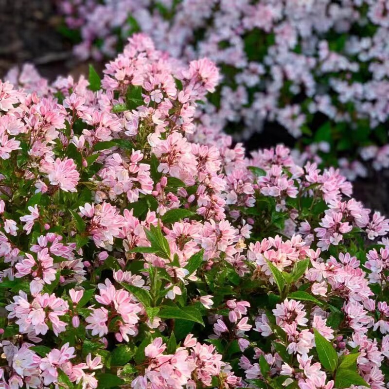 【直播间专拍】冰生粉花溲疏雪樱花草盆栽