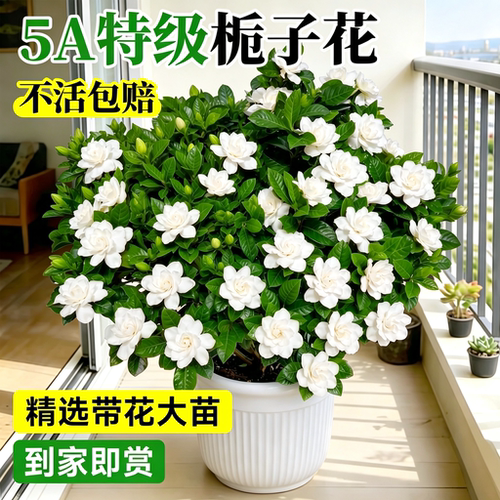 5A特级栀子花多分枝盆栽不活包补