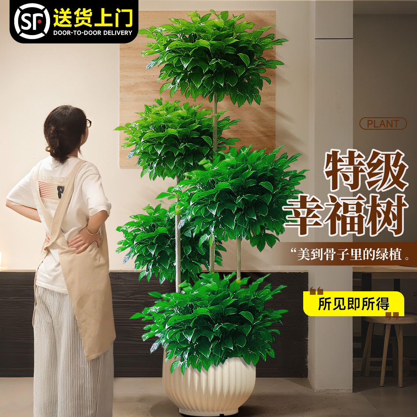幸福树客厅大盆栽室内高级感客厅落地植物大型绿植盆景四季好养