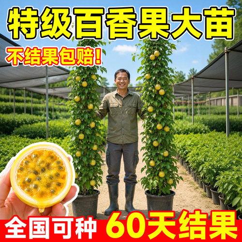 【60天包结果】百香果特大嫁接苗