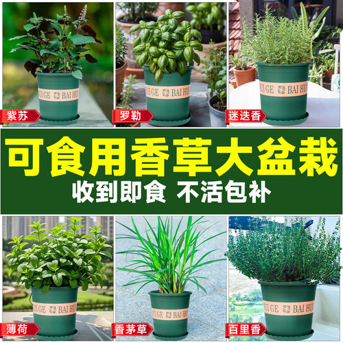 香草盆栽大全，收到即食