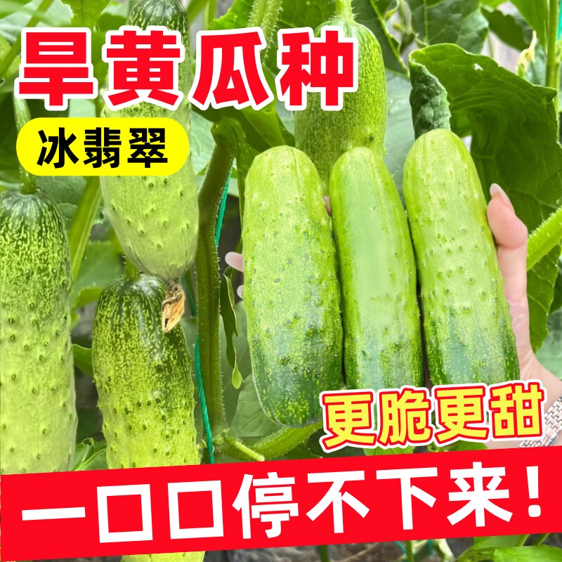 旱黄瓜种子白玉脆皮四季籽图片