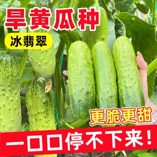 旱黄瓜种子白玉种孑脆皮农村东北老黄瓜秧苗四季籽种植院青瓜水果