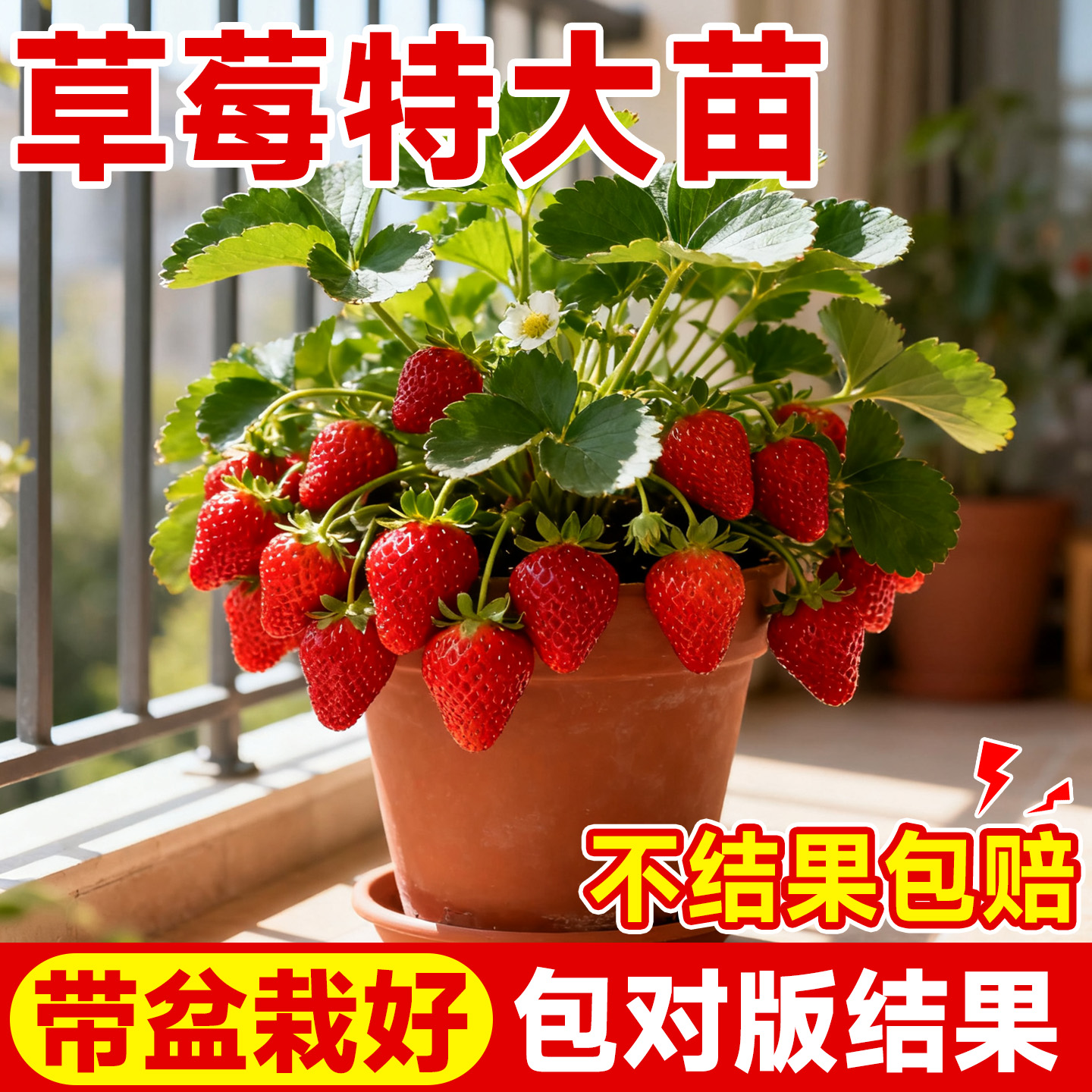 草莓苗秧四季结果阳台盆栽