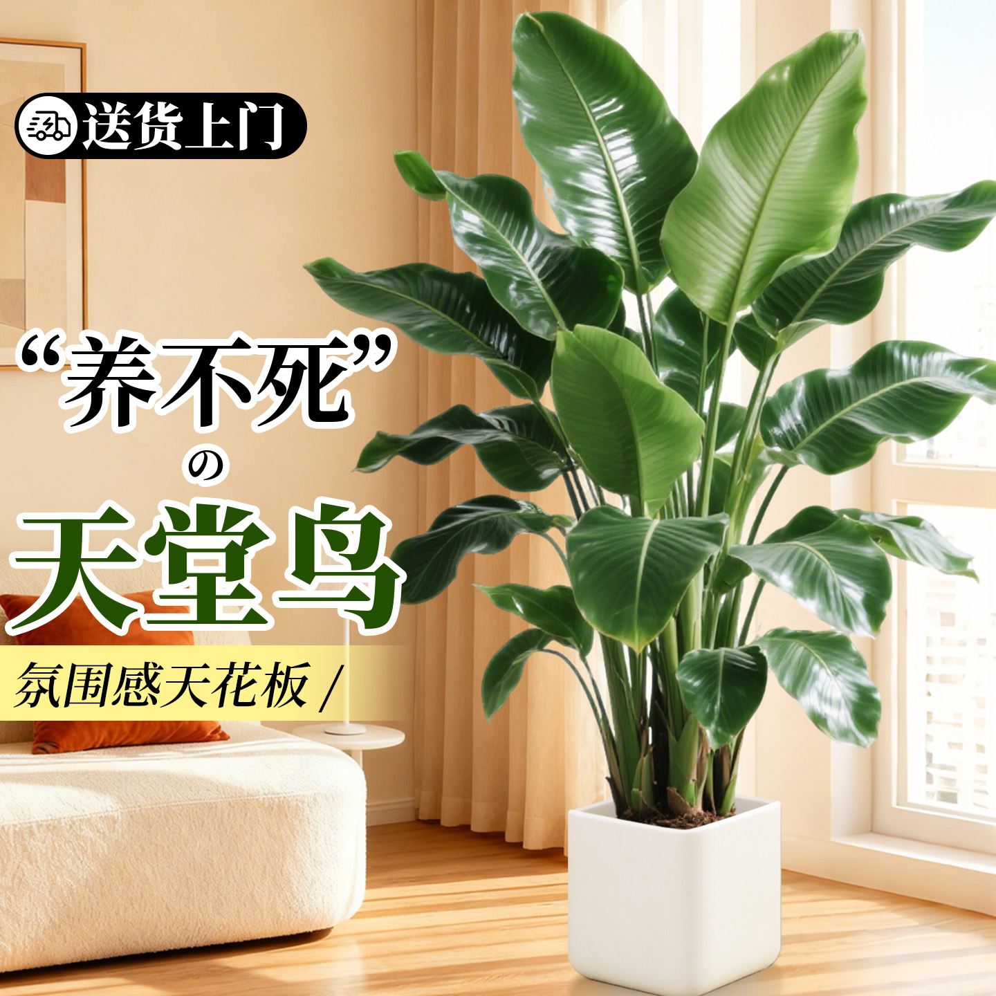 天堂鸟客厅大盆栽【顺丰包邮】